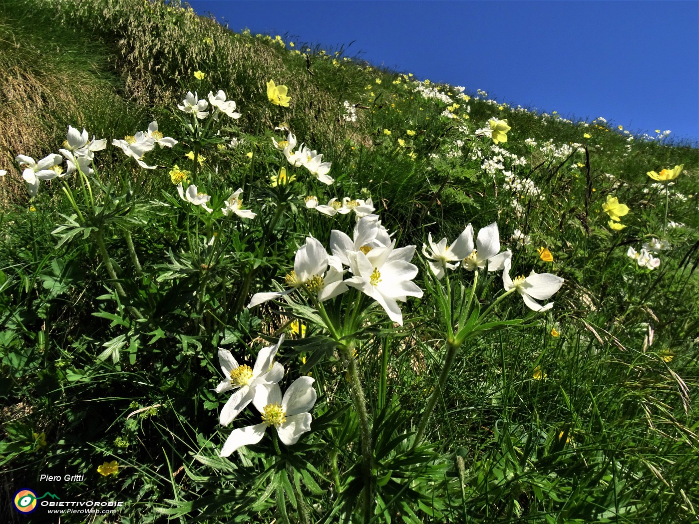 16 Estese fioriture di gialla Pulsatilla alpina sulphurea (Anemone sulfureo) e bianco Anemonastrum narcissiflorum (Anemone narcissino).JPG